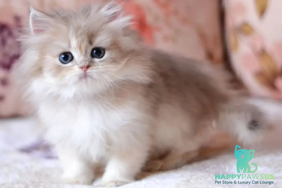 Gloria British Longhair female blue golden shaded - live animals