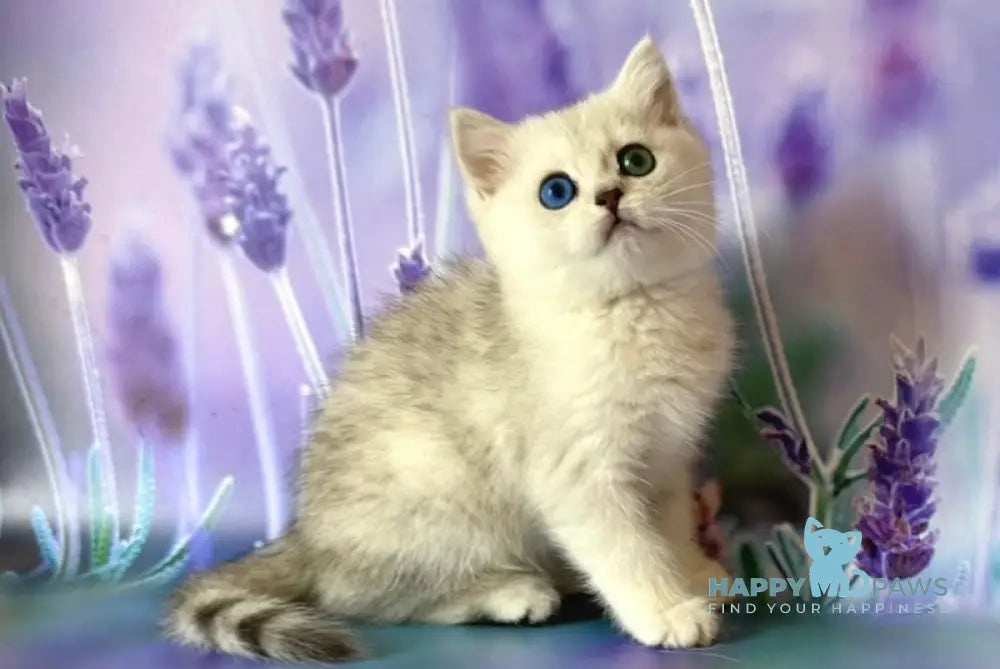 Gloria British Shorthair female black silver spotted tabby live animals
