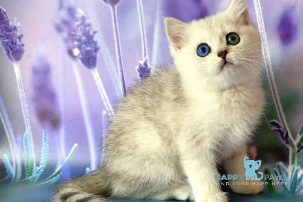 Gloria British Shorthair female black silver spotted tabby live animals