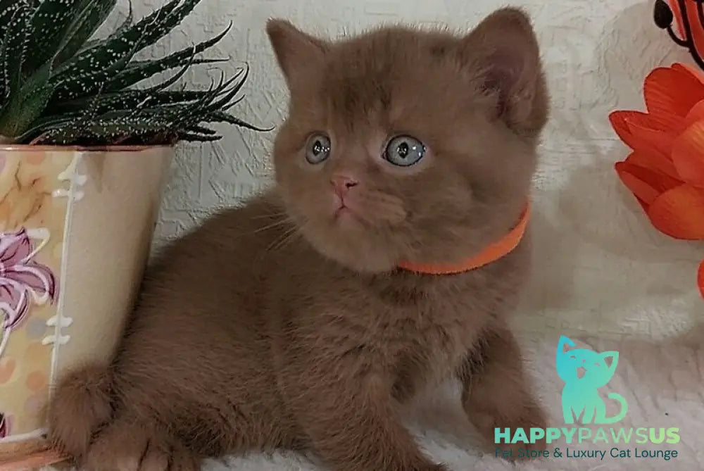 Gloria British Shorthair female cinnamon - live animals