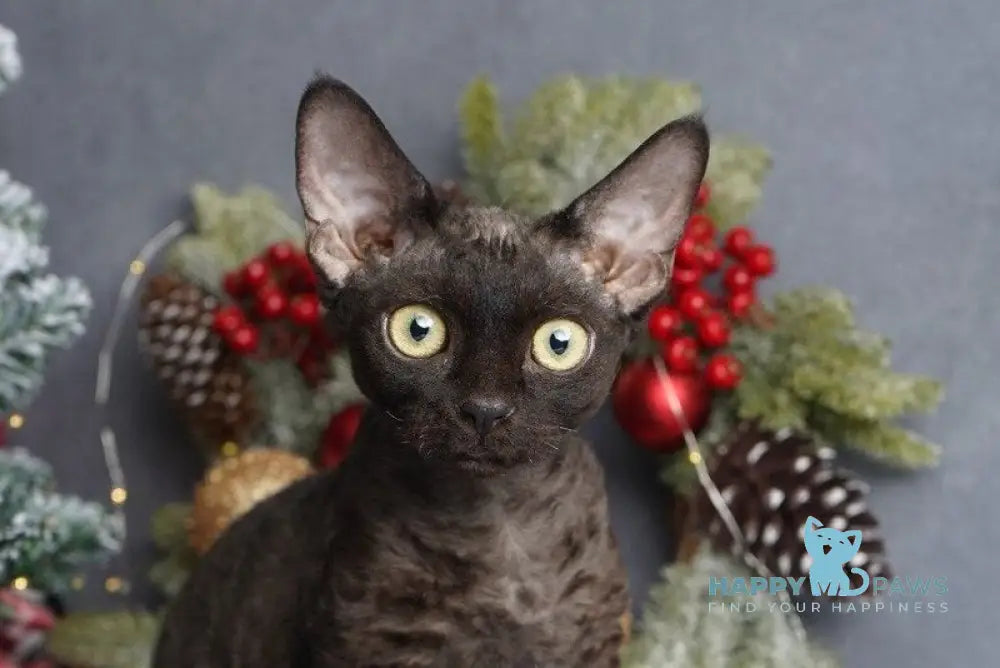Gloria Devon Rex female black live animals