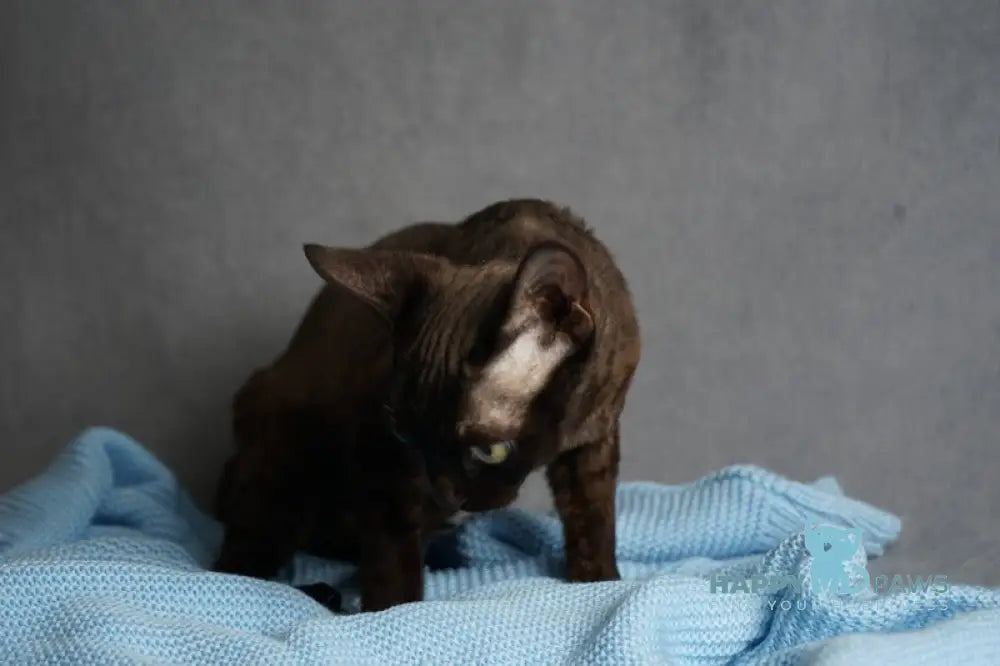 Gloria Devon Rex female black live animals