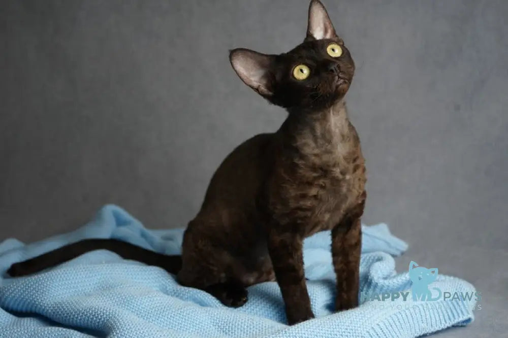 Gloria Devon Rex female black live animals