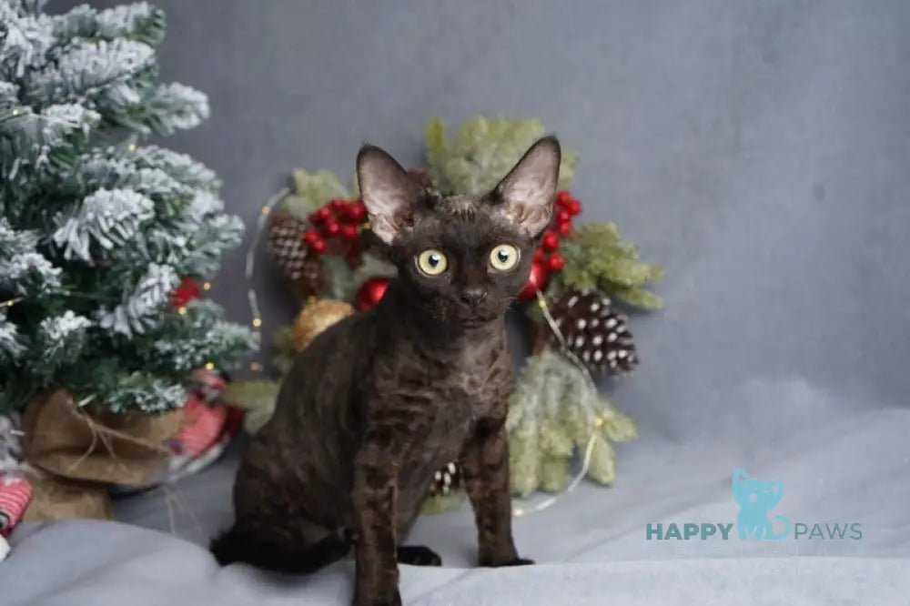 Gloria Devon Rex female black live animals