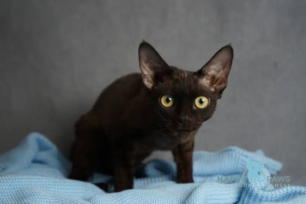 Gloria Devon Rex female black live animals
