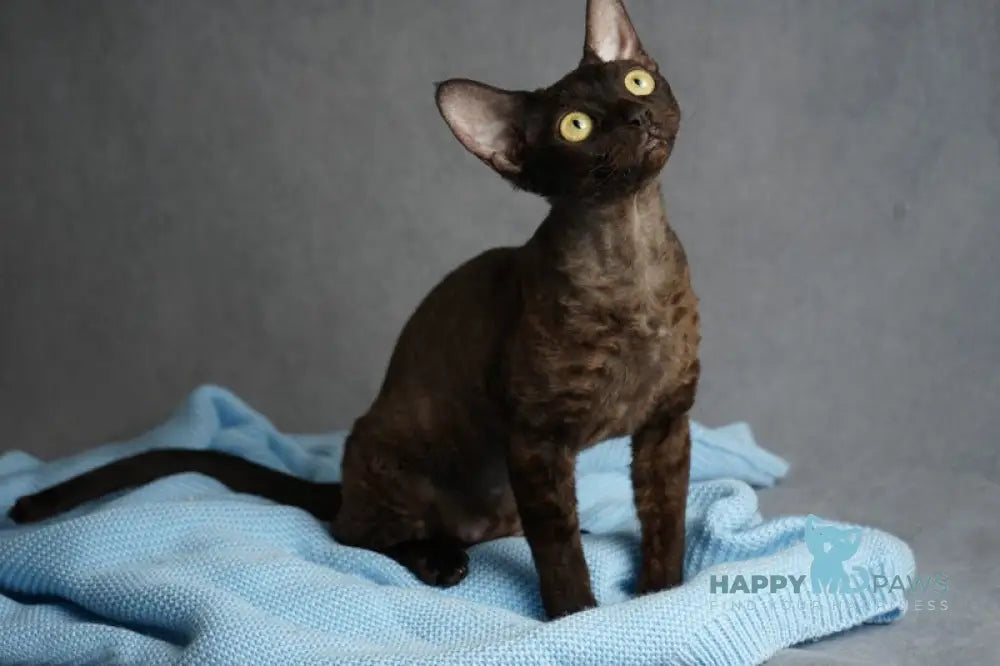 Gloria Devon Rex female black live animals