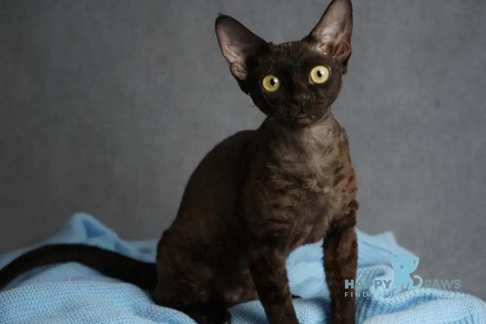 Gloria Devon Rex female black live animals