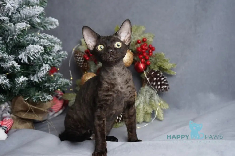 Gloria Devon Rex female black live animals