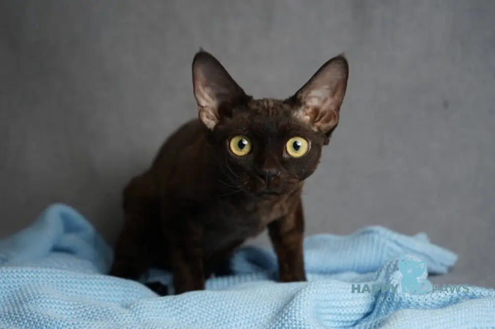 Gloria Devon Rex female black live animals
