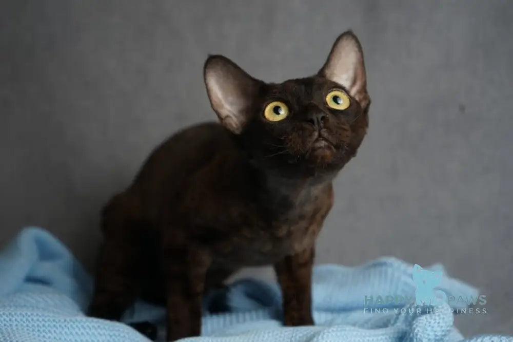 Gloria Devon Rex female black live animals