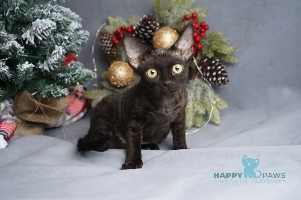 Gloria Devon Rex female black live animals