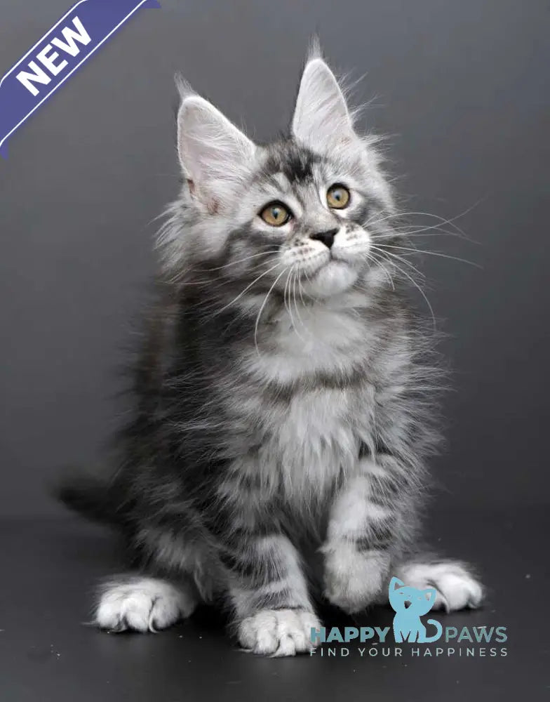 Gloria Maine Coon female black silver tabby live animals