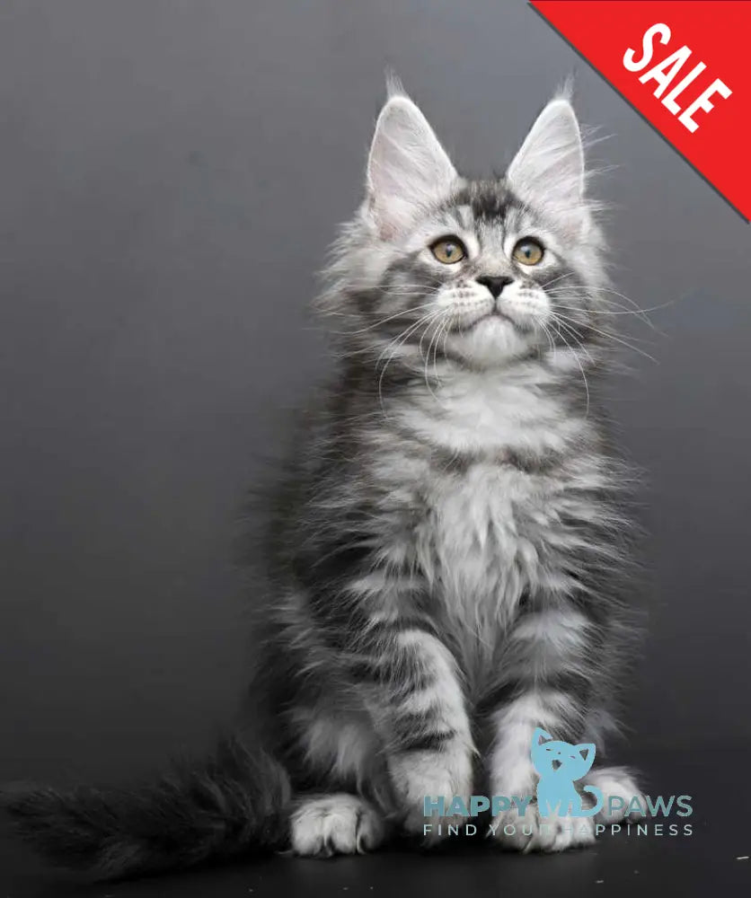 Gloria Maine Coon female black silver tabby live animals