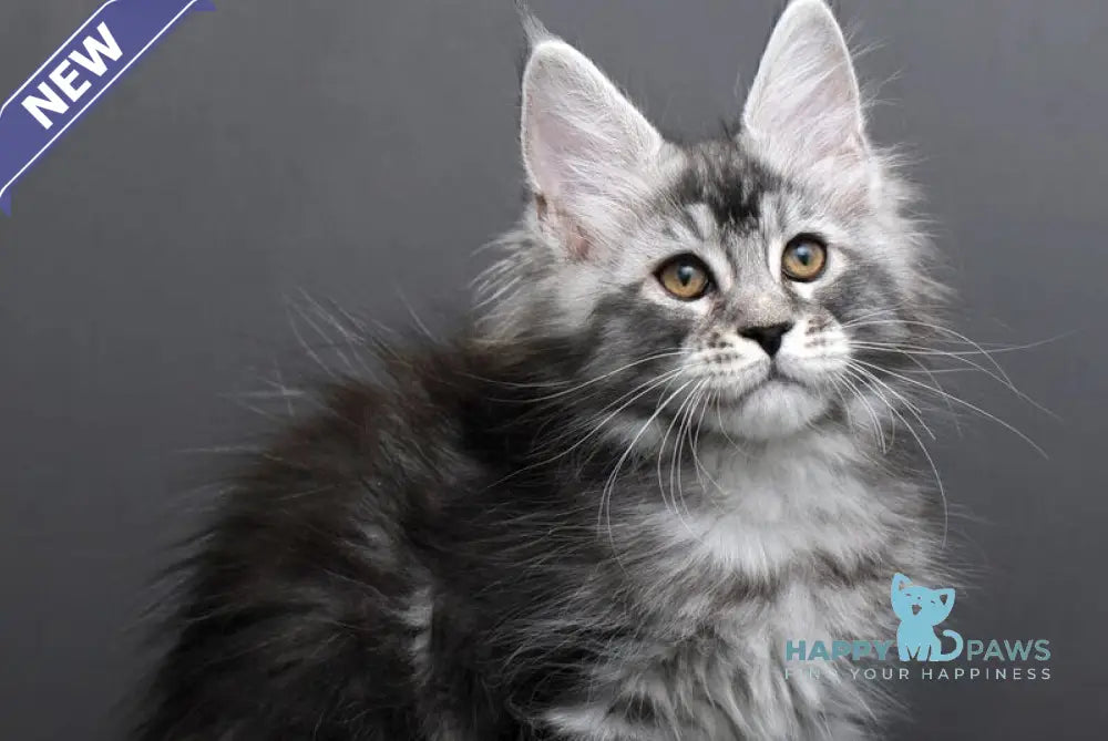 Gloria Maine Coon female black silver tabby live animals
