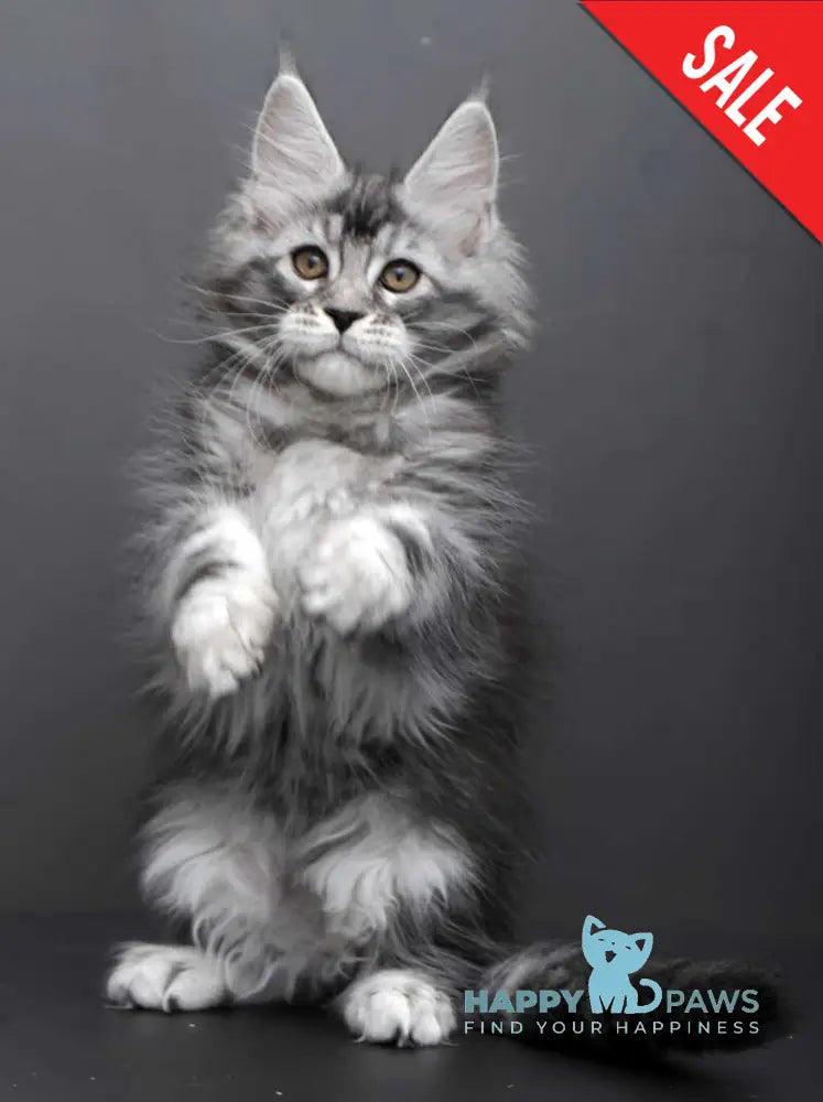Gloria Maine Coon female black silver tabby live animals