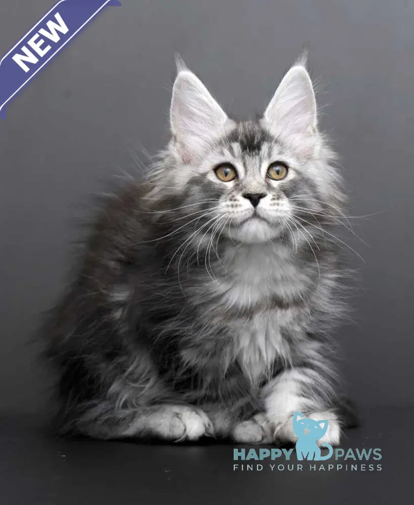 Gloria Maine Coon female black silver tabby live animals
