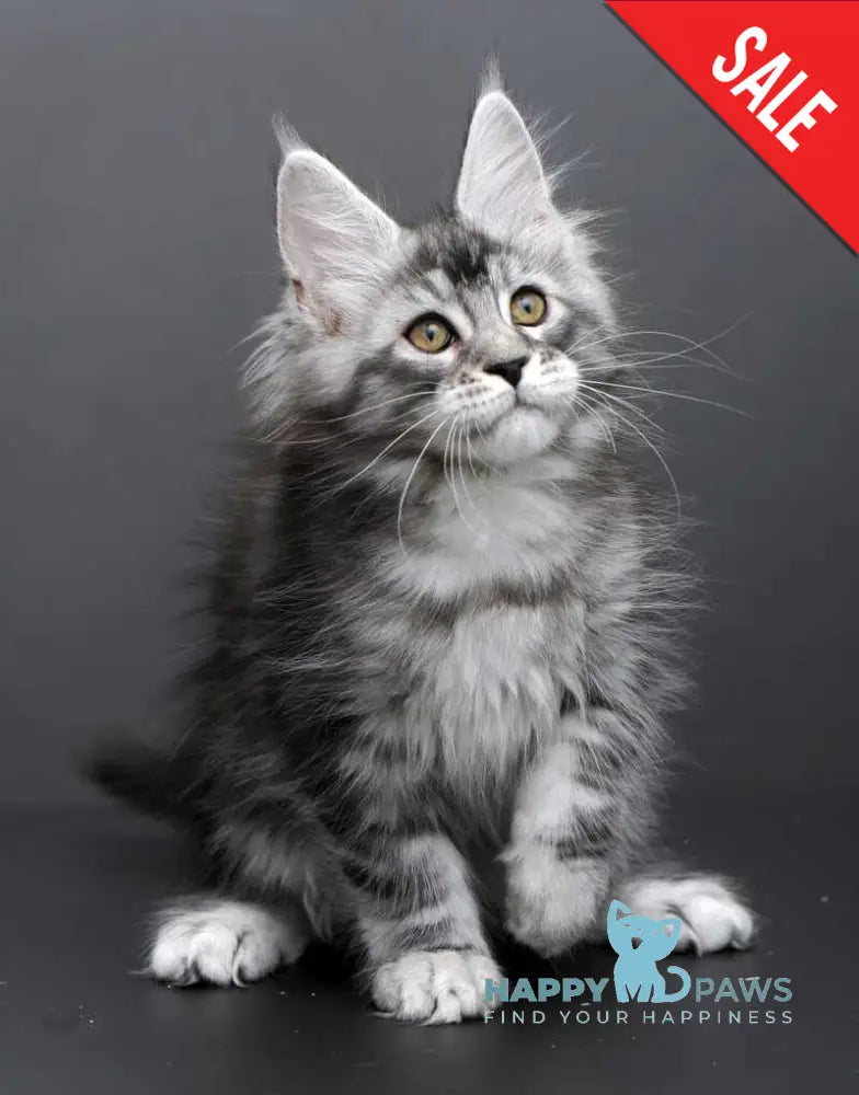 Gloria Maine Coon female black silver tabby live animals