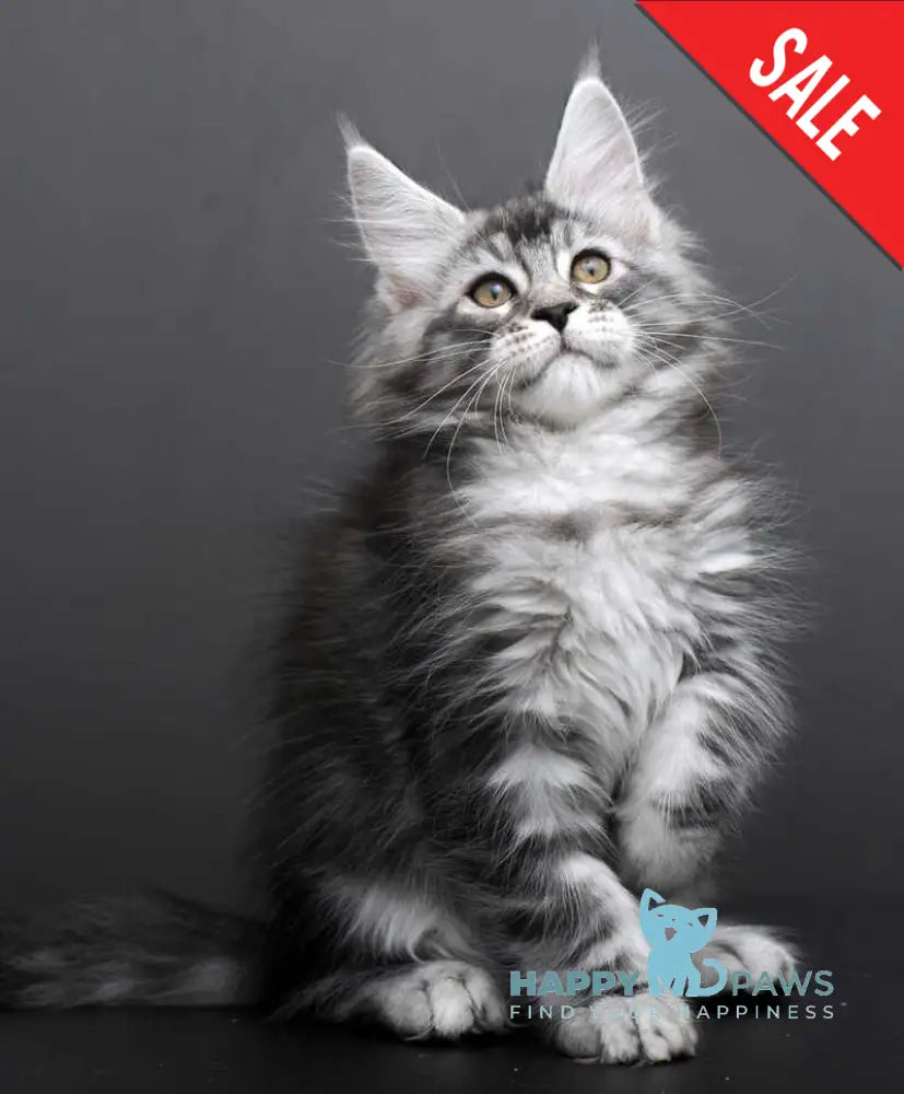 Gloria Maine Coon female black silver tabby live animals