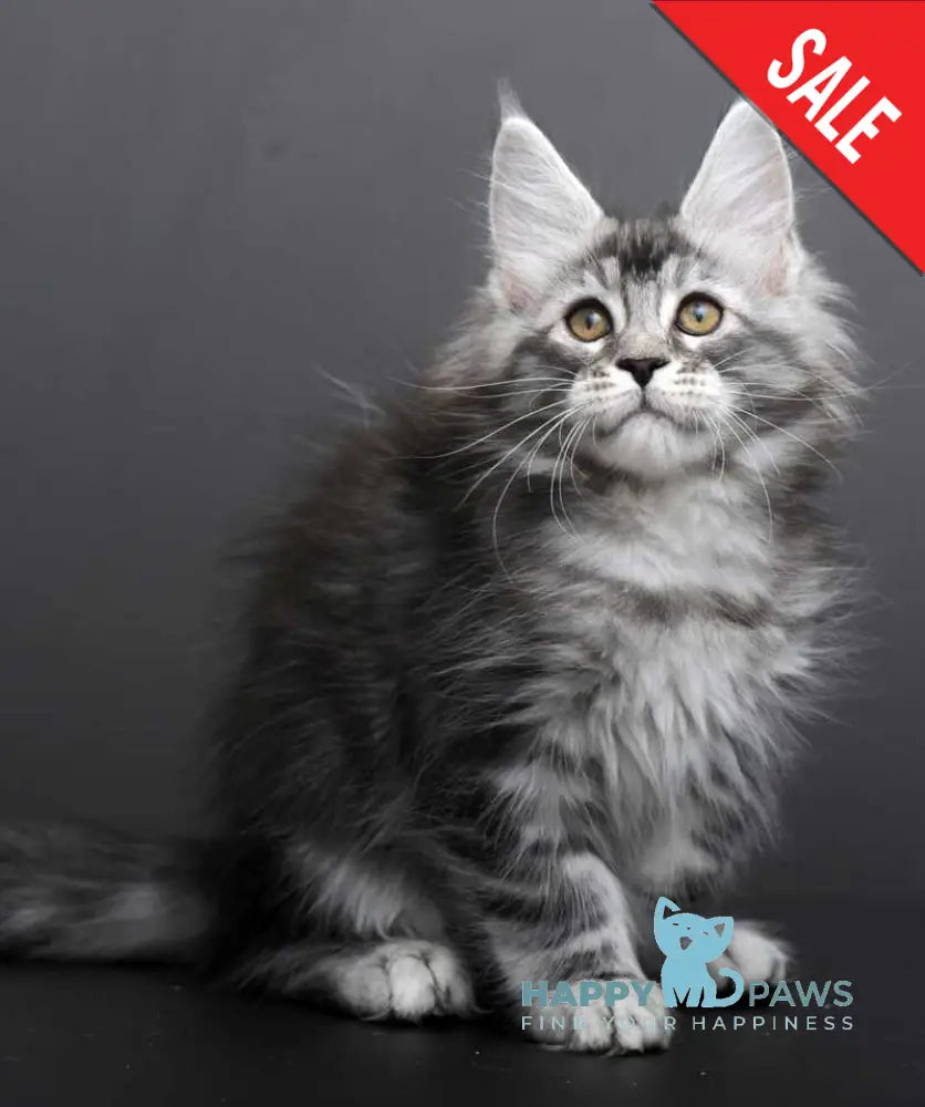 Gloria Maine Coon female black silver tabby live animals