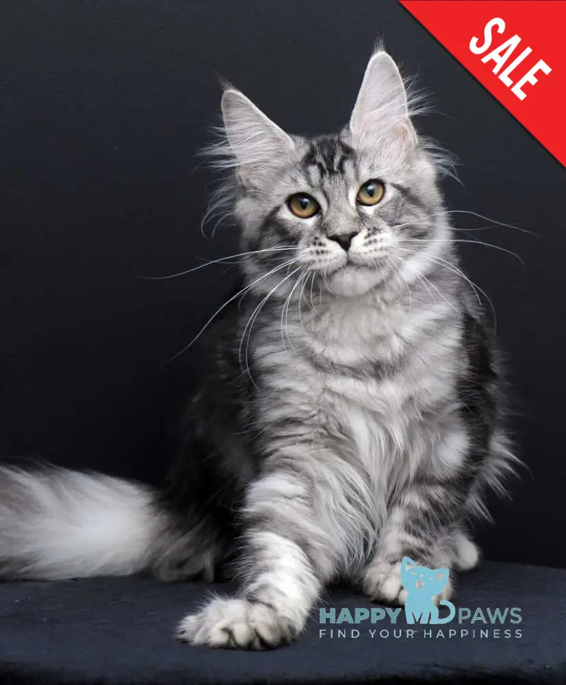Gloria Maine Coon female black silver tabby live animals