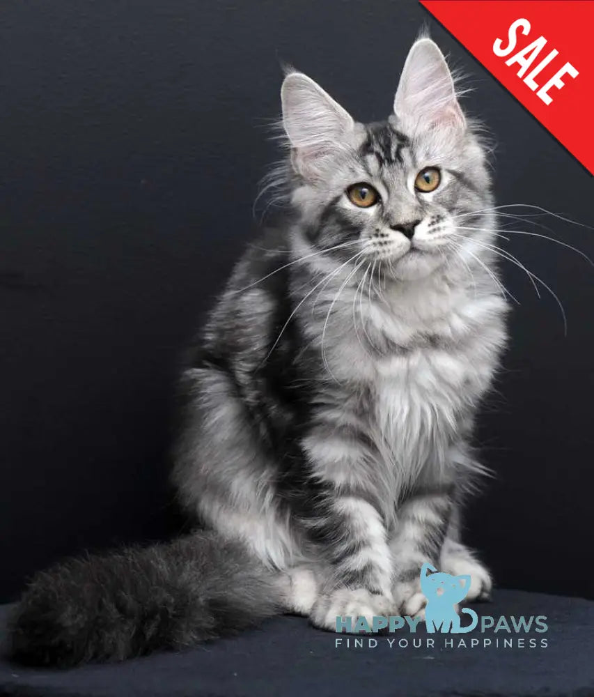 Gloria Maine Coon female black silver tabby live animals