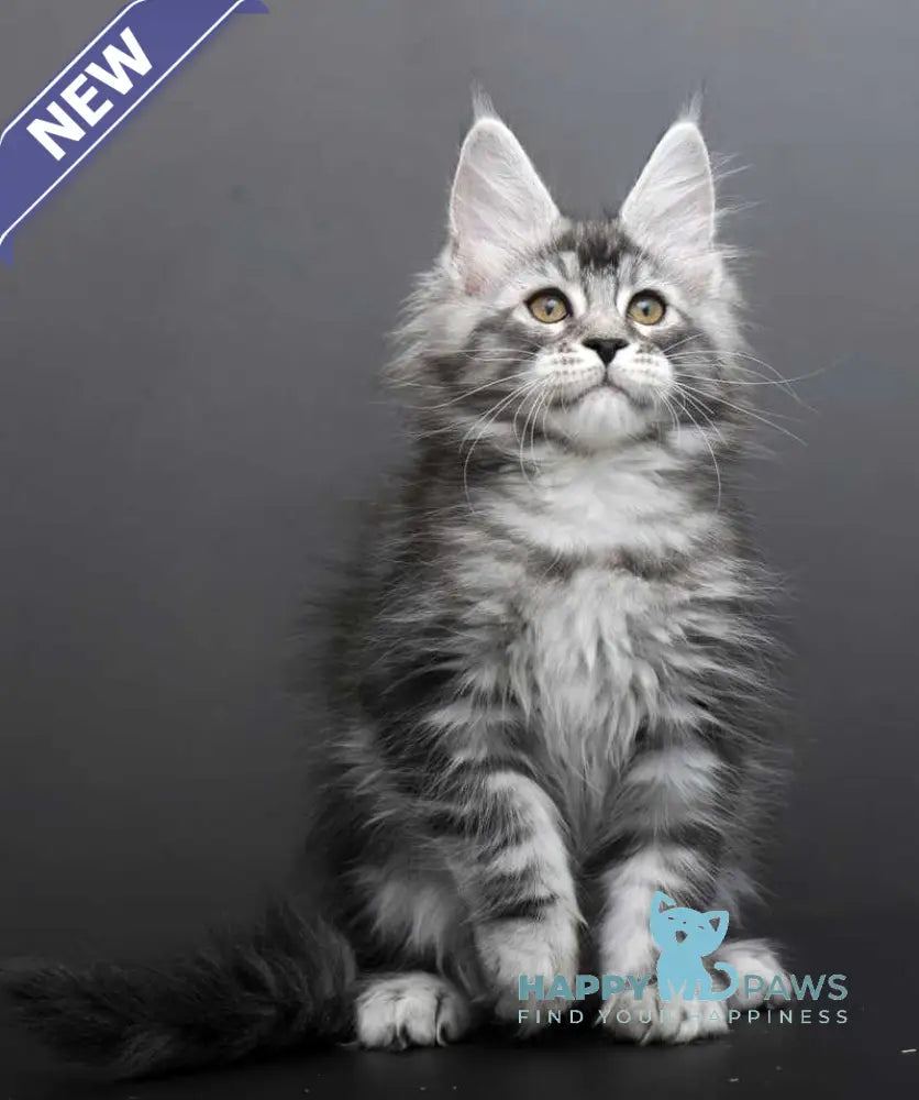 Gloria Maine Coon female black silver tabby live animals