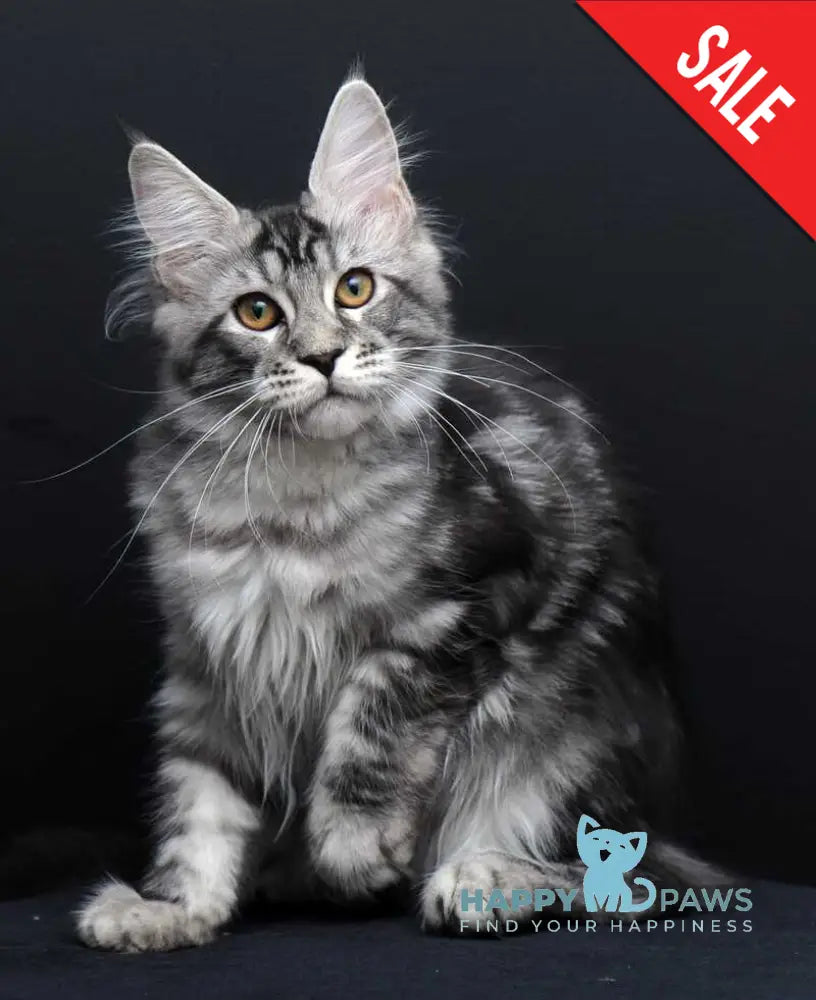 Gloria Maine Coon female black silver tabby live animals