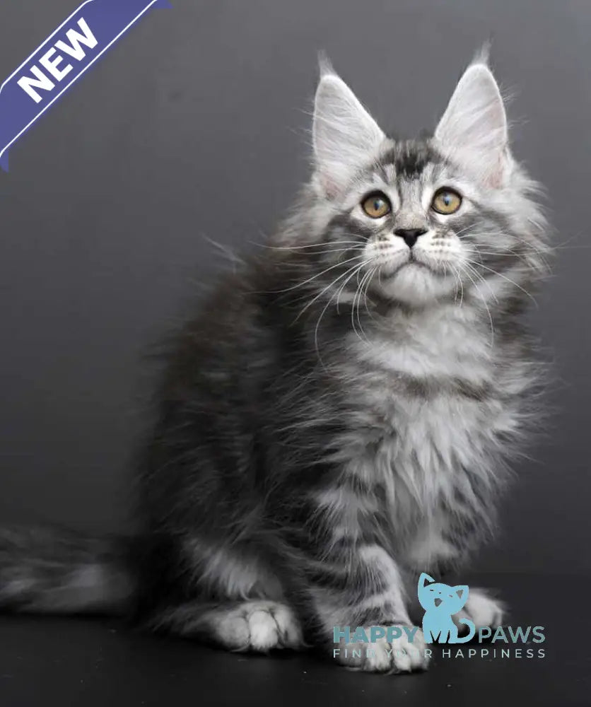 Gloria Maine Coon female black silver tabby live animals
