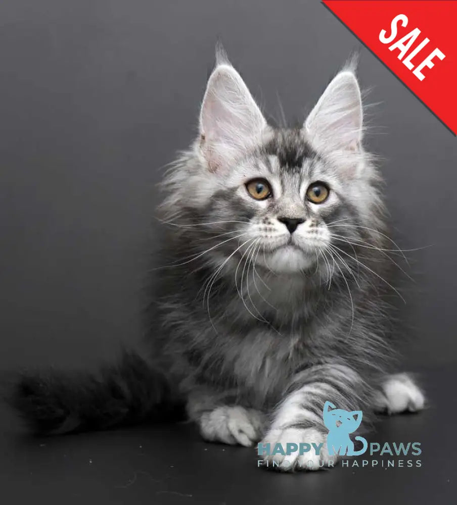Gloria Maine Coon female black silver tabby live animals