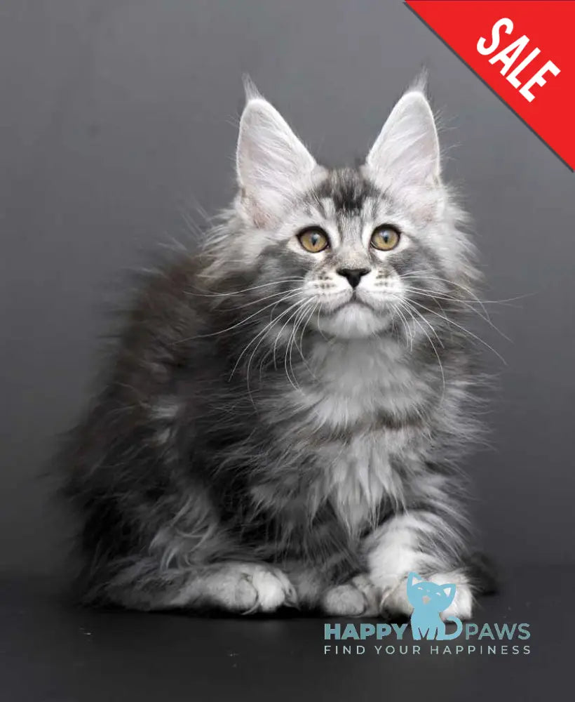 Gloria Maine Coon female black silver tabby live animals