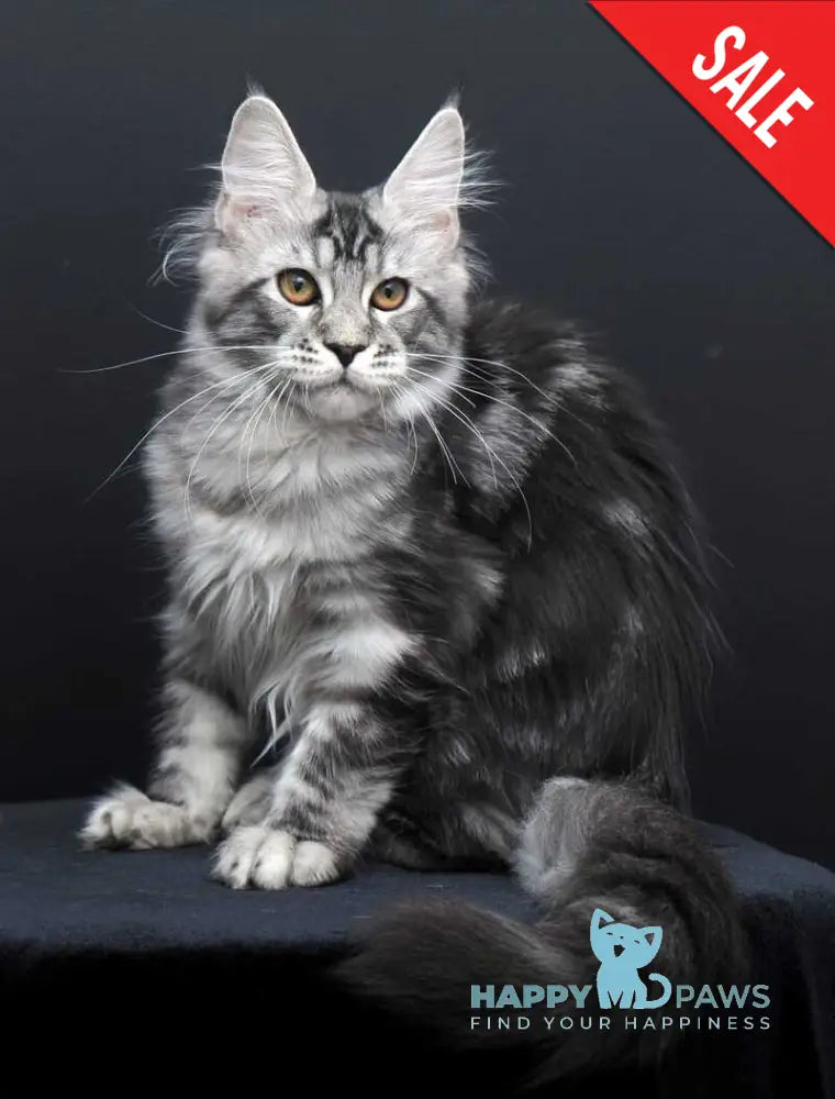 Gloria Maine Coon female black silver tabby live animals