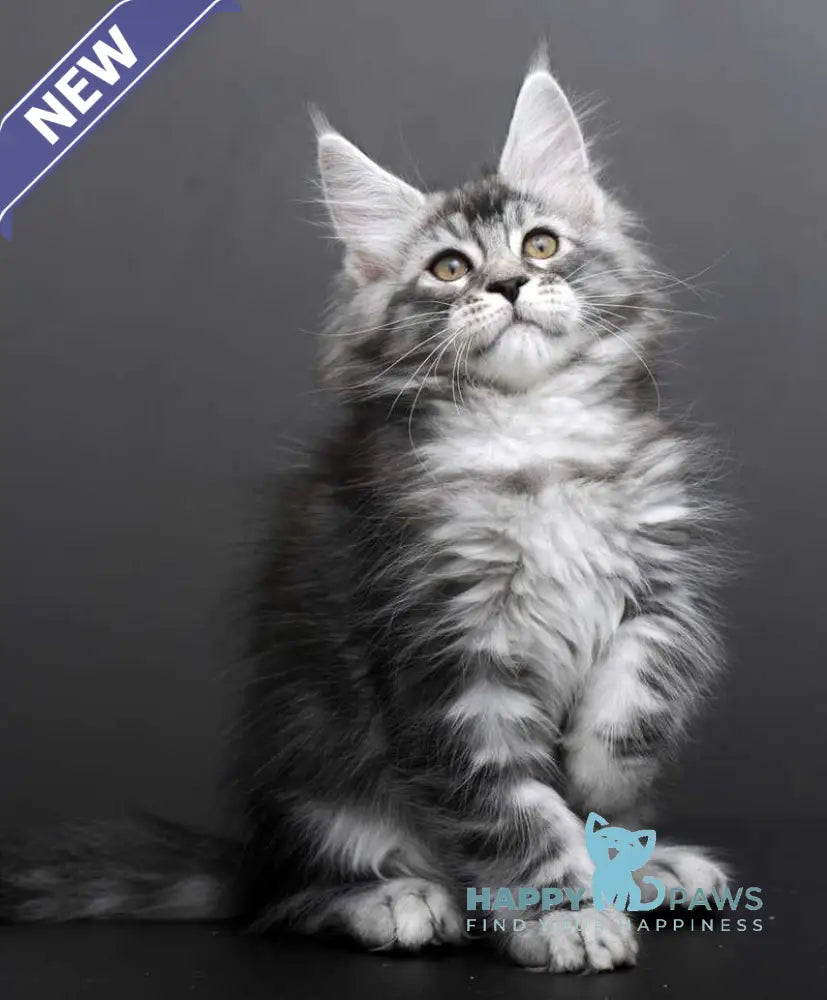 Gloria Maine Coon female black silver tabby live animals