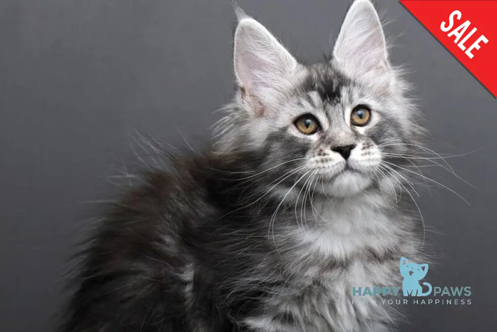 Gloria Maine Coon female black silver tabby live animals