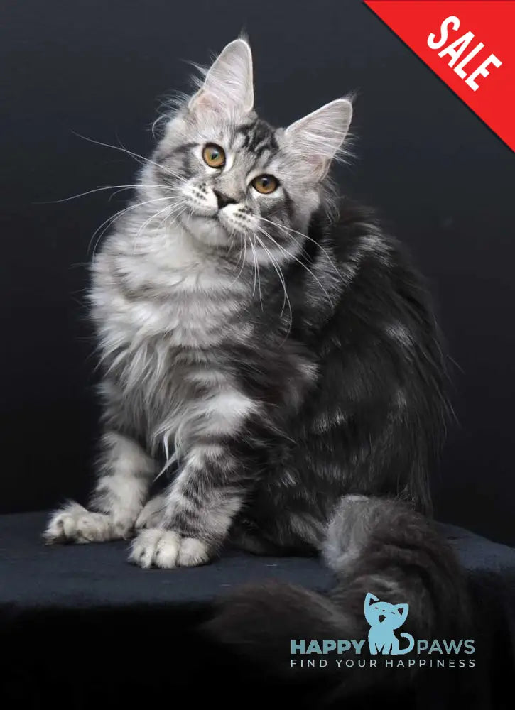 Gloria Maine Coon female black silver tabby live animals