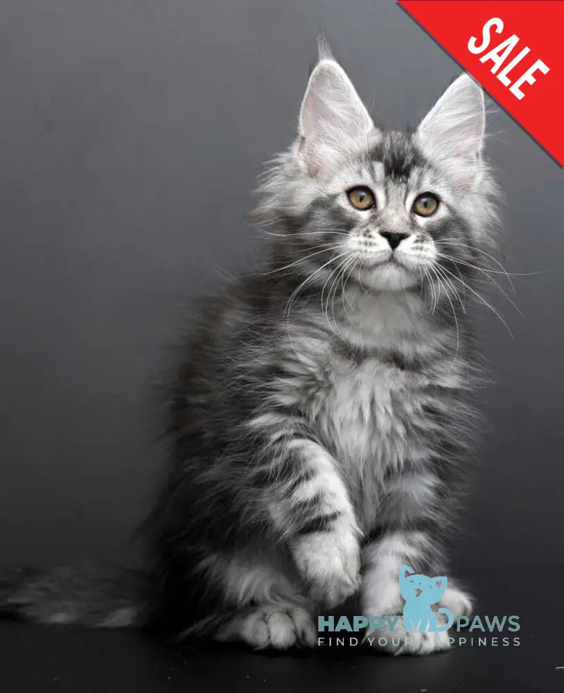 Gloria Maine Coon female black silver tabby live animals