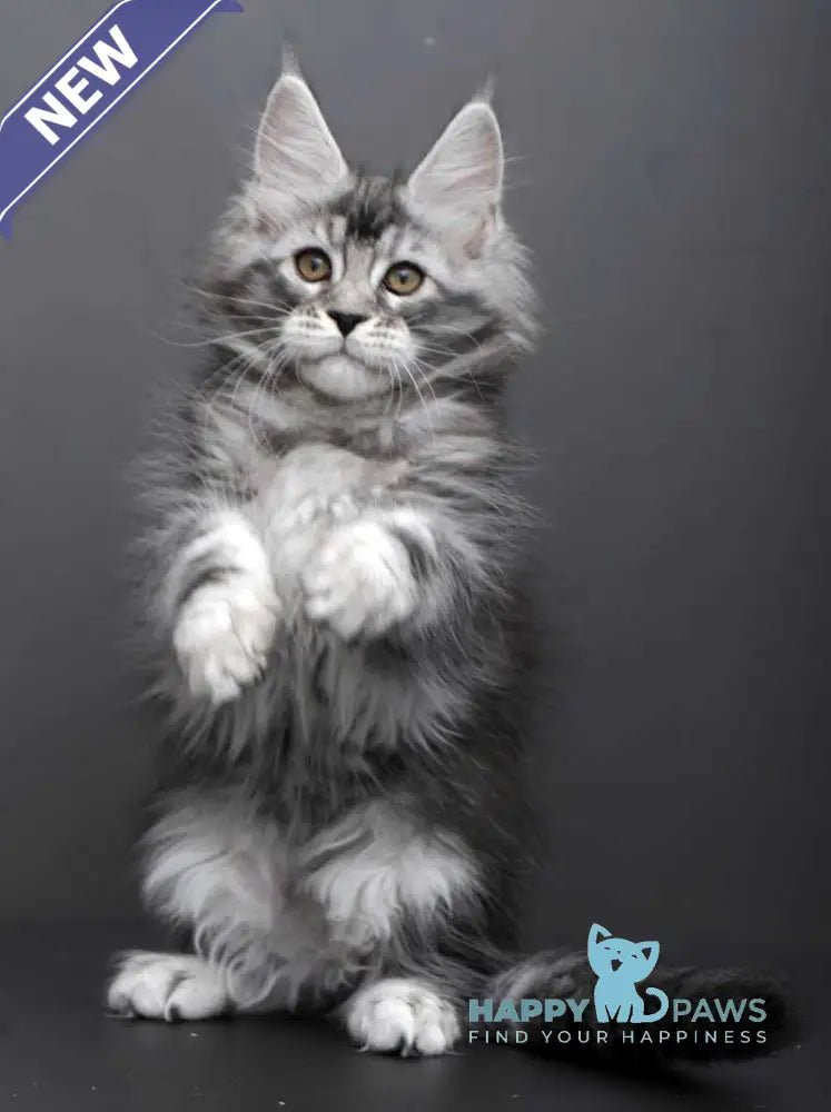 Gloria Maine Coon female black silver tabby live animals