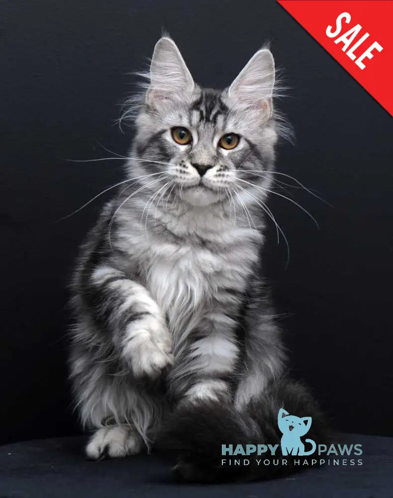 Gloria Maine Coon female black silver tabby live animals