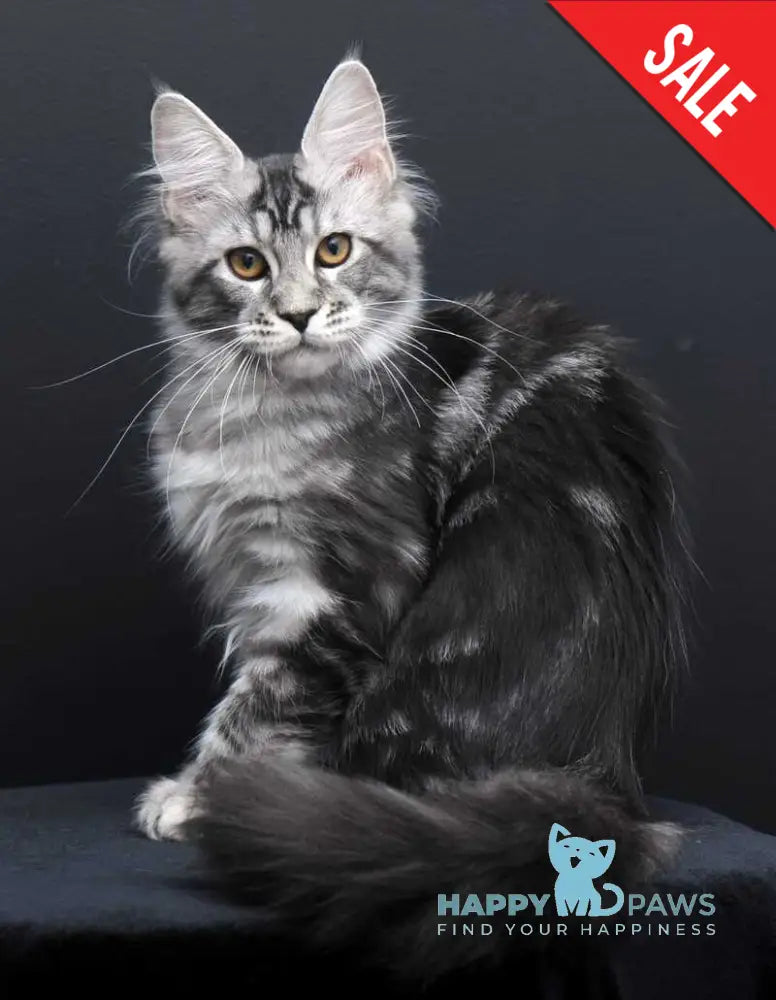 Gloria Maine Coon female black silver tabby live animals