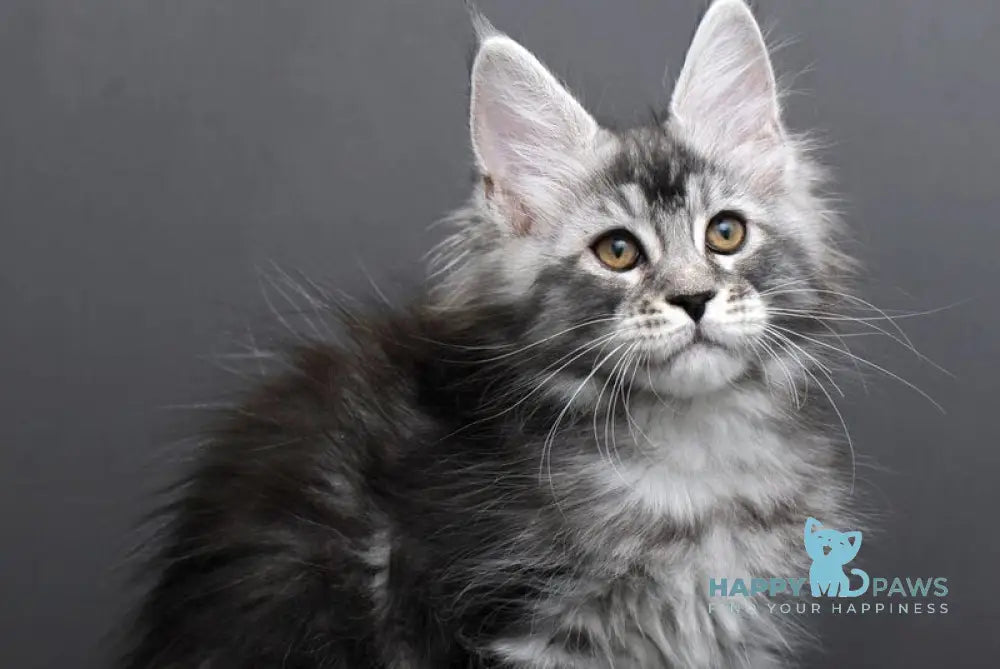 Gloria Maine Coon female black silver tabby live animals