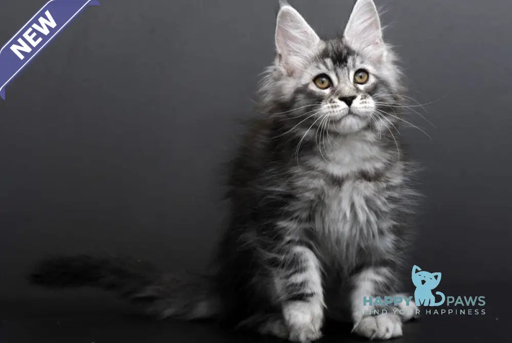 Gloria Maine Coon female black silver tabby live animals