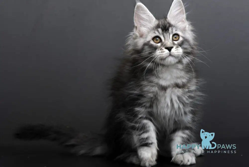Gloria Maine Coon female black silver tabby live animals