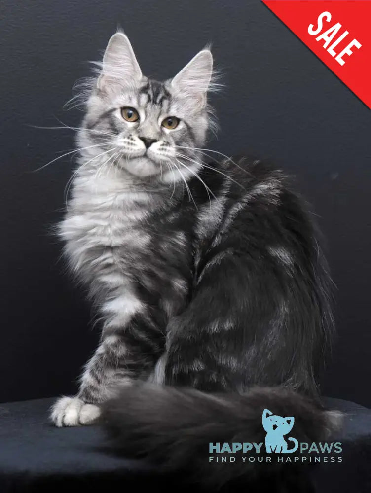 Gloria Maine Coon female black silver tabby live animals