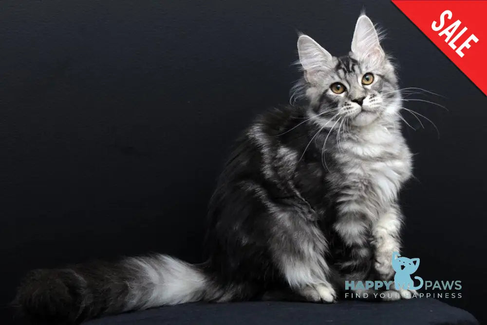 Gloria Maine Coon female black silver tabby live animals