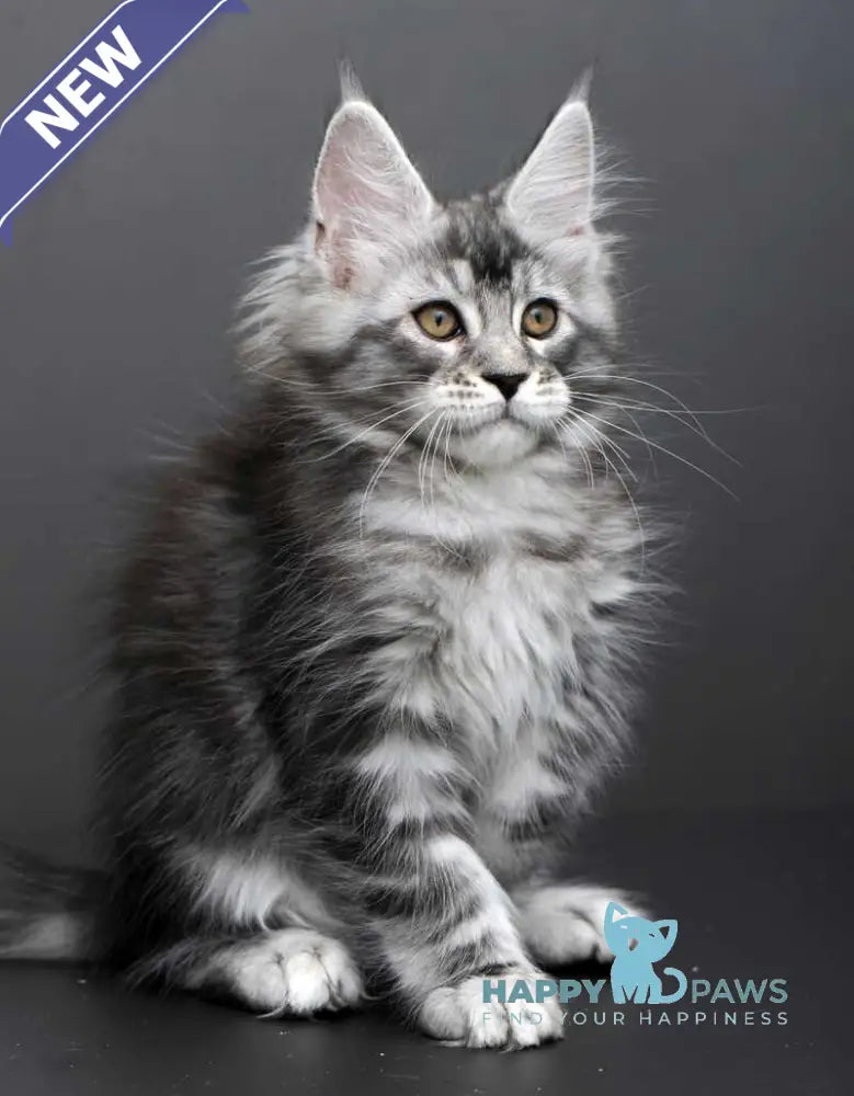 Gloria Maine Coon female black silver tabby live animals