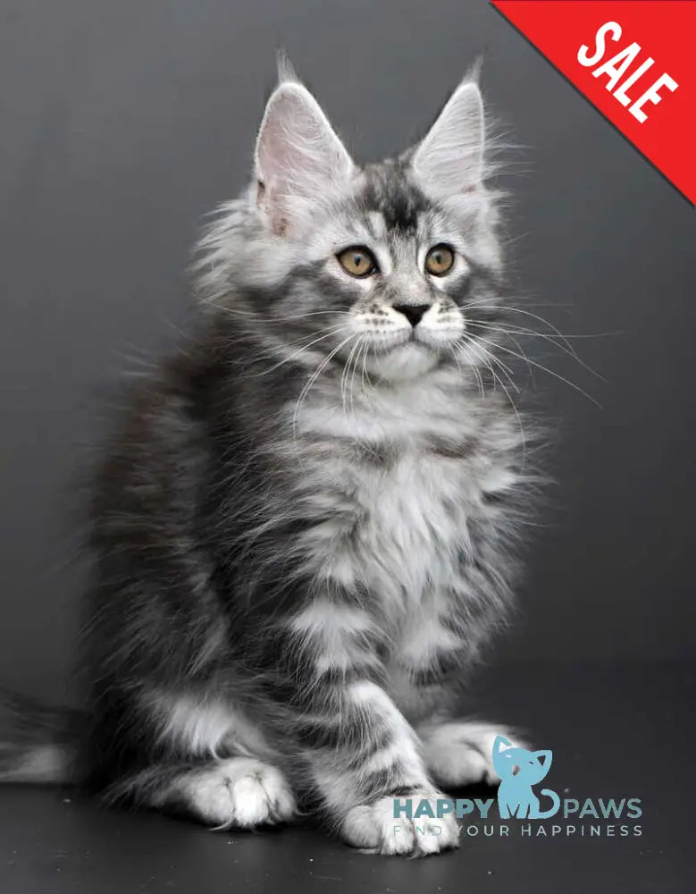 Gloria Maine Coon female black silver tabby live animals