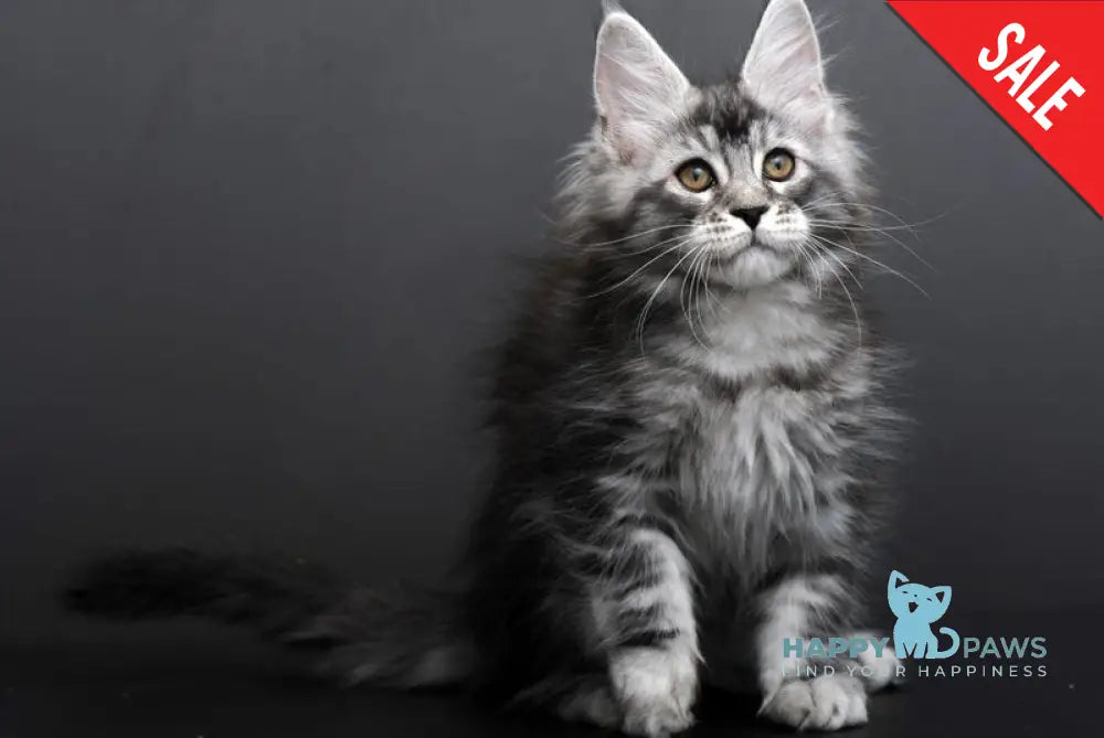 Gloria Maine Coon female black silver tabby live animals