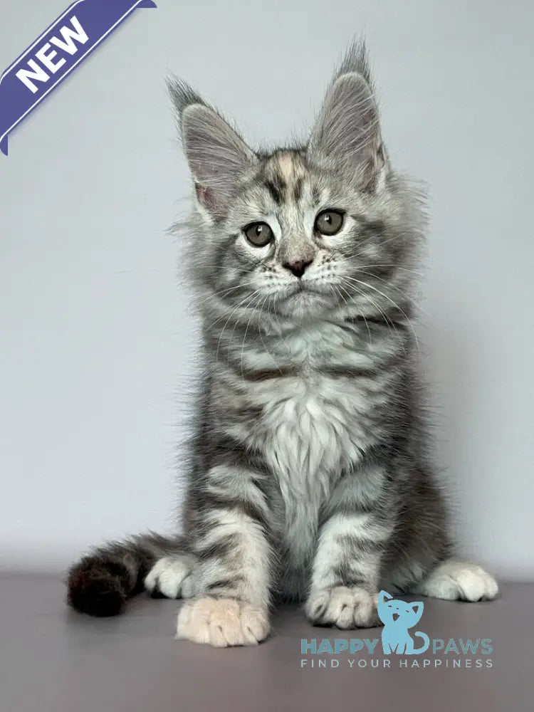 Gloria Maine Coon female black tortie silver tabby live animals