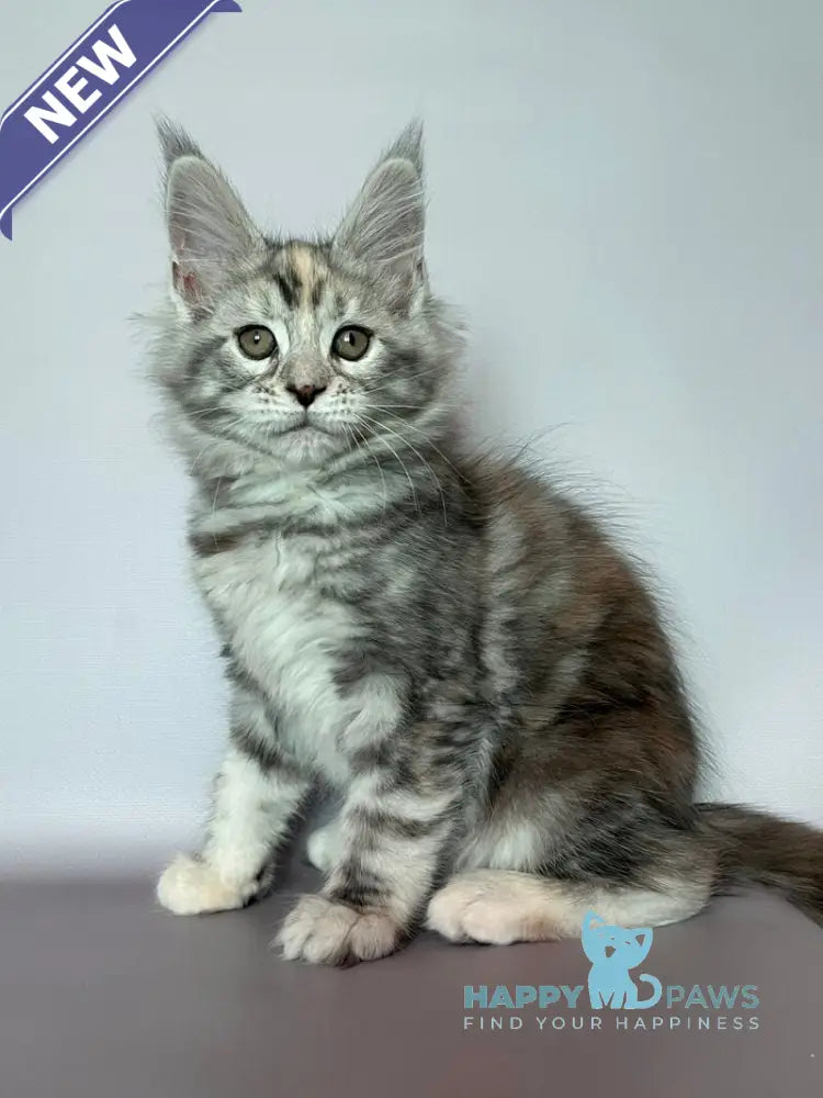 Gloria Maine Coon female black tortie silver tabby live animals