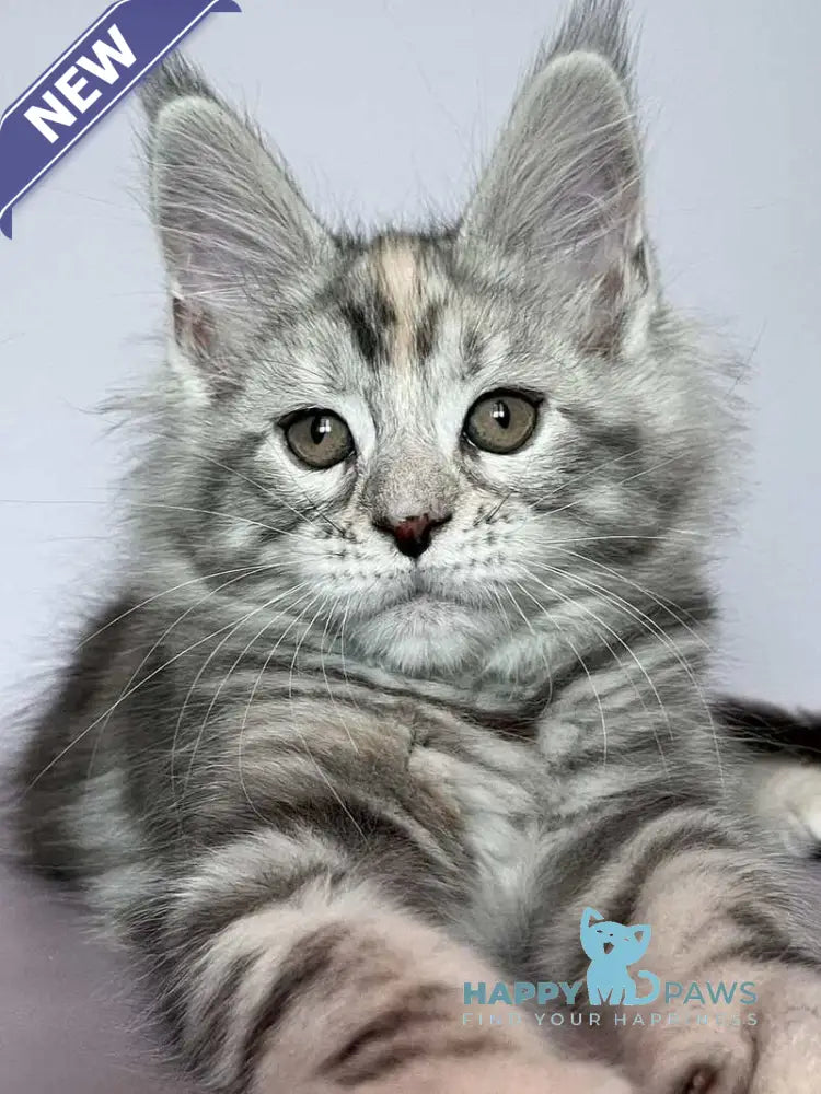 Gloria Maine Coon female black tortie silver tabby live animals