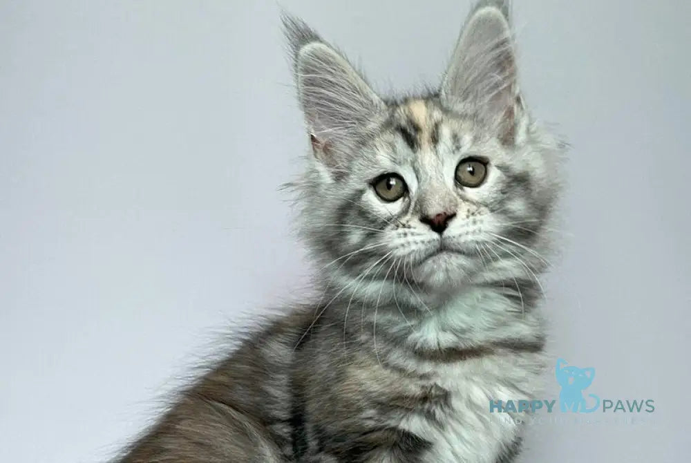 Gloria Maine Coon female black tortie silver tabby live animals